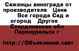 Саженцы винограда от производителя › Цена ­ 800 - Все города Сад и огород » Другое   . Свердловская обл.,Первоуральск г.